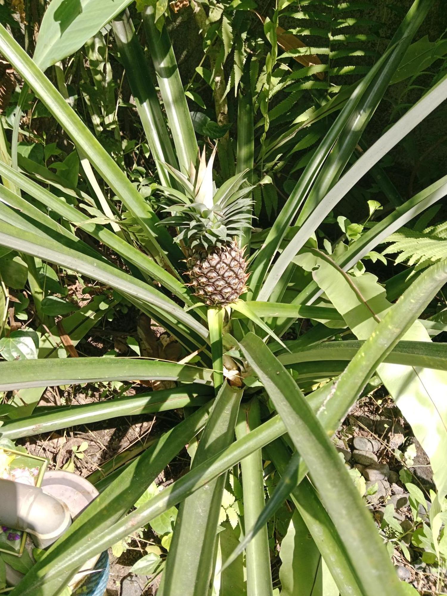 Hotel Sunrise Coconut House Ubud Zewnętrze zdjęcie