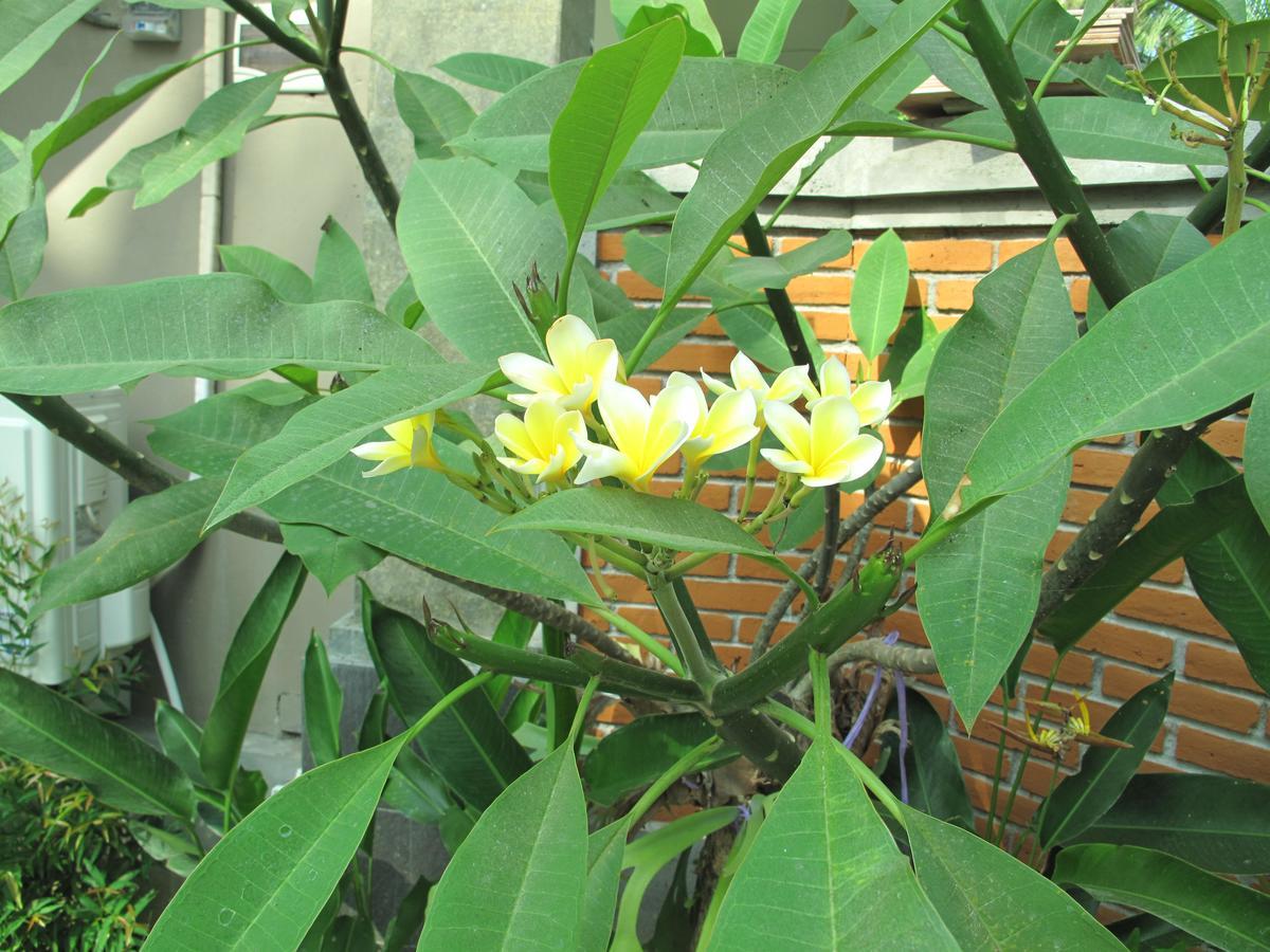 Hotel Sunrise Coconut House Ubud Zewnętrze zdjęcie